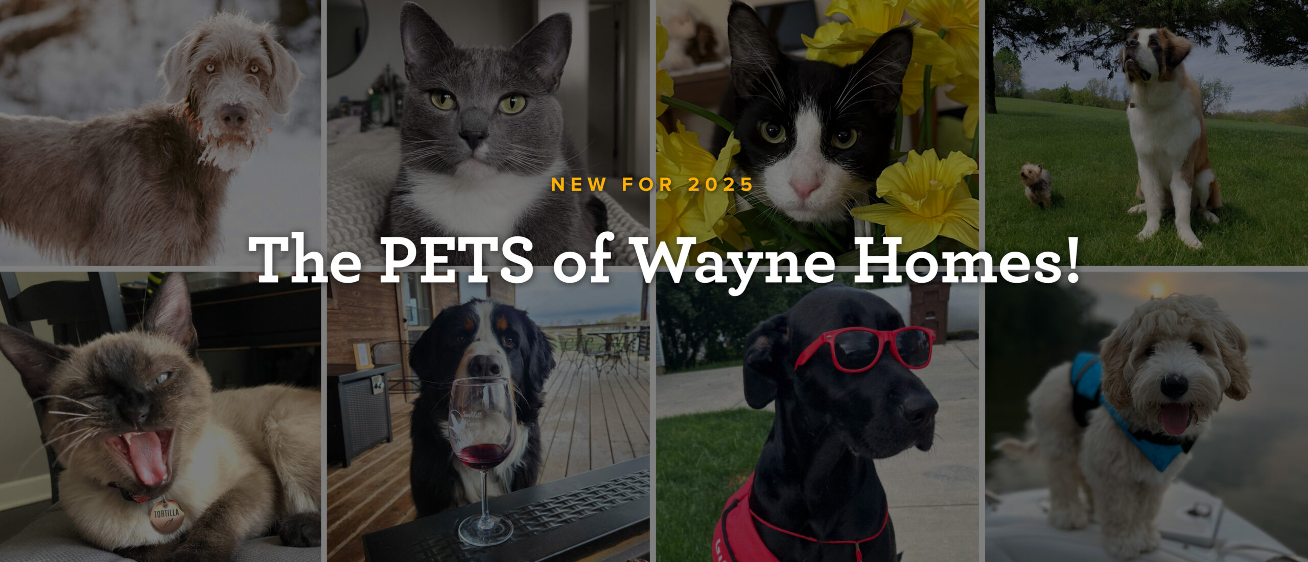 Pets-December